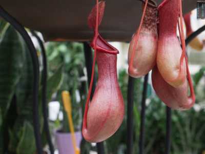 ... tra cui spiccano le rosse nepenthes